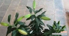 打造迷人花园 百合花养护指南