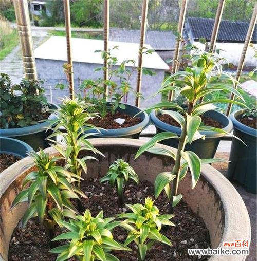 打造迷人花园 百合花养护指南