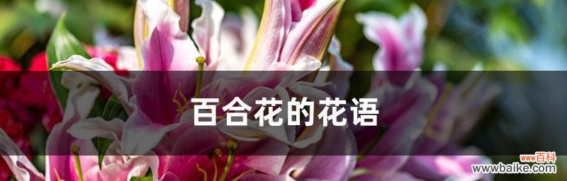 揭开百合花的心灵密码 百合花花语传说的美丽之谜