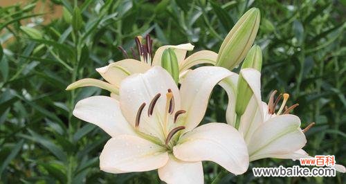 揭开百合花的心灵密码 百合花花语传说的美丽之谜