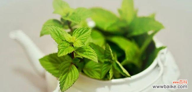 探索薄荷花的花语及品味其独特魅力 薄荷花的花语及其美丽之处