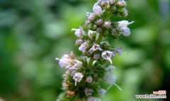 探索薄荷花的花语及品味其独特魅力 薄荷花的花语及其美丽之处