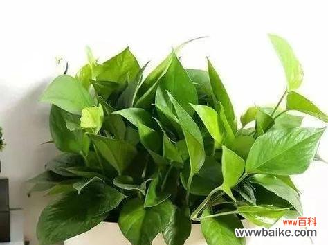 增添办公室生气的秘密武器 办公室绿萝花语之绿意盎然