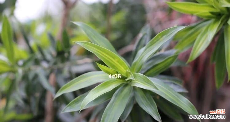 百合竹花的美丽与意义 百合竹花