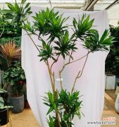 百合竹花的美丽与意义 百合竹花