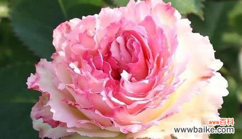 以什么花的花语是害羞 害羞之花