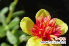 以什么花的花语是害羞 害羞之花