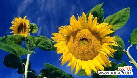 以忘忧菊为主题的花语文章 《相逢时光几许，好久不见》