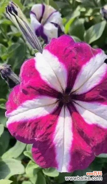 以忘忧菊为主题的花语文章 《相逢时光几许，好久不见》