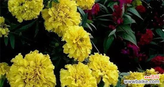 以玫瑰花的花语诠释闺蜜情谊 闺蜜友谊如何绵延不断