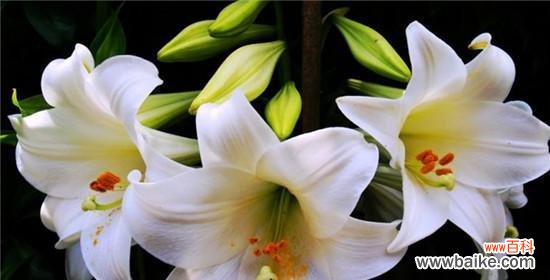 以玫瑰花的花语诠释闺蜜情谊 闺蜜友谊如何绵延不断