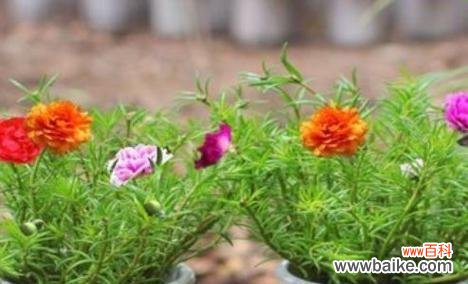 夜来香花语的秘密 黑夜中的光明——以夜来香的花语诠释