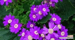 悔恨与改变的力量 花语告白