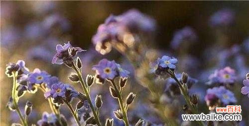 用迎春花传递欢迎的信息 以迎春花的花语为主题的欢迎之旅