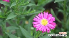 揭示真相的花朵 花语谎言，盛开的欺骗