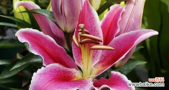 向日葵的花语 以向日葵的花语为主题的文章