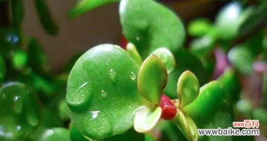 以梅花为主题的吉祥如意花语传承千年的文化符号 幸福如意，花语吉祥