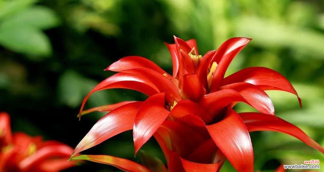 以梅花为主题的吉祥如意花语传承千年的文化符号 幸福如意，花语吉祥