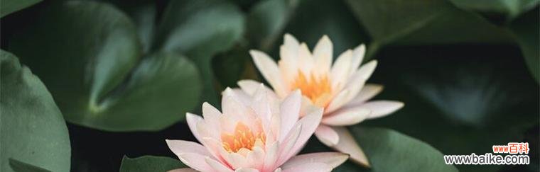 用康乃馨传递家人情深 家人的花语——以康乃馨为主题的文章