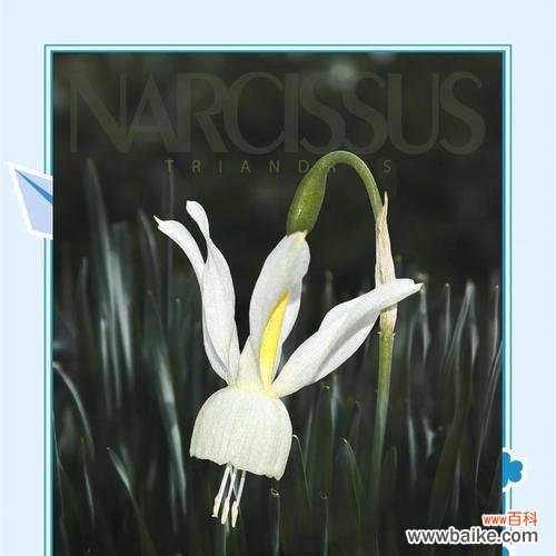 探寻跳舞草背后的神秘力量 跳舞草的花语与传说