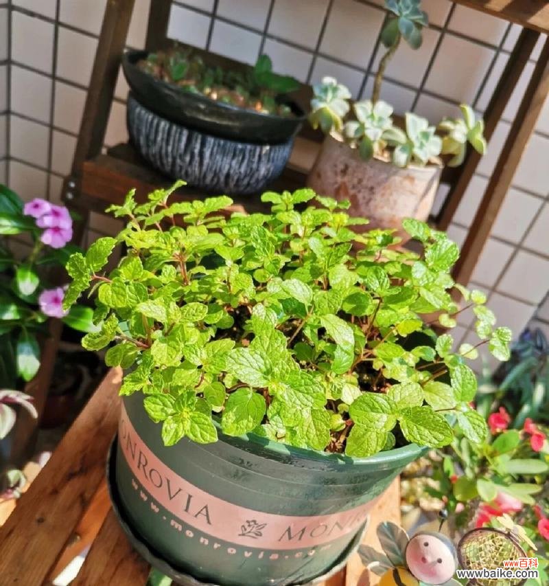 探索薄荷花的花语及象征意义 薄荷花