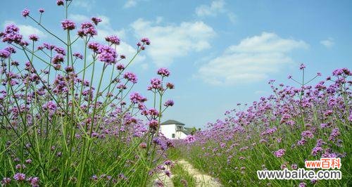 探索薄荷花的花语及象征意义 薄荷花