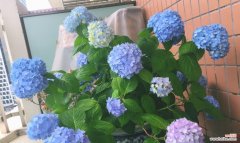 探索薄荷花的花语及象征意义 薄荷花