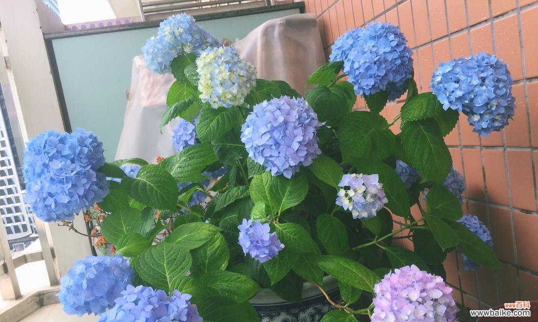 探索薄荷花的花语及象征意义 薄荷花