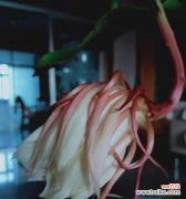 透过昙花品种 昙花之意——不同种类昙花的含义探析