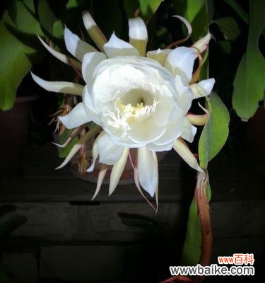 透过昙花品种 昙花之意——不同种类昙花的含义探析