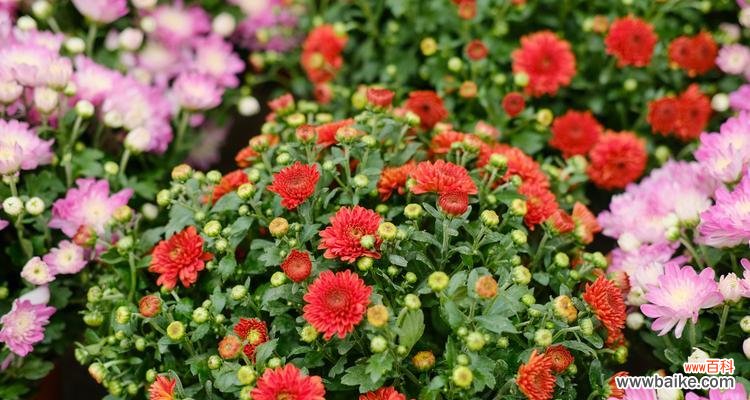 四季花语 月月有菊,花开寓意深