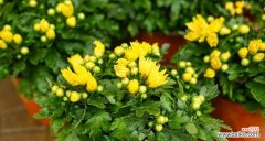 四季花语 月月有菊，花开寓意深