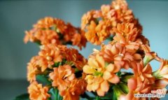 不同颜色长寿花的寓意与象征 长寿花的多彩世界