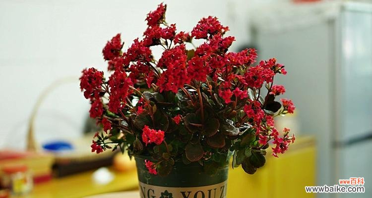 不同颜色长寿花的寓意与象征 长寿花的多彩世界