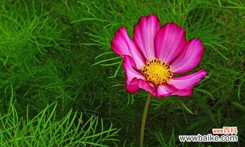 祝福与永恒的花语 波斯菊花