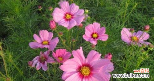 祝福与永恒的花语 波斯菊花