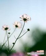 祝福与永恒的花语 波斯菊花