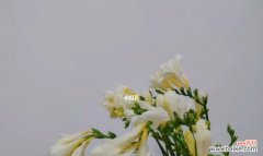 探秘苍兰花的深层内涵 苍兰花的寓意与象征