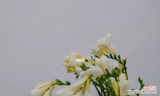 探秘苍兰花的深层内涵 苍兰花的寓意与象征