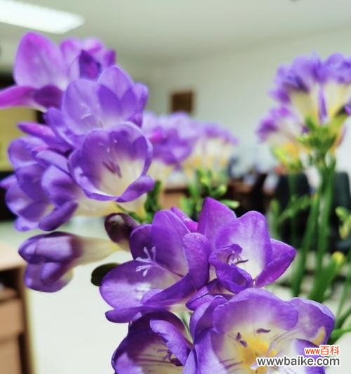 探秘苍兰花的深层内涵 苍兰花的寓意与象征