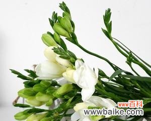 探秘苍兰花的深层内涵 苍兰花的寓意与象征