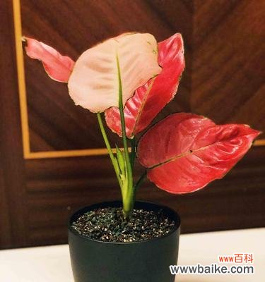 秋意浓时 彩叶万年青,传递四季之美