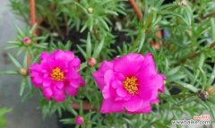 寄托心愿 不夜城芦荟花语