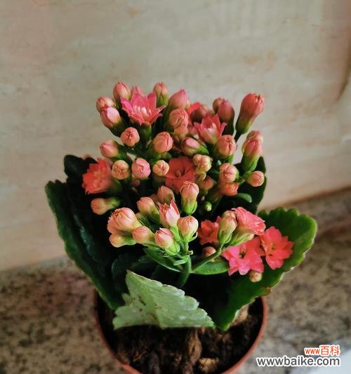 探索长寿花的多彩世界-长寿花不同颜色的寓意解析 长寿花的不同颜色与寓意