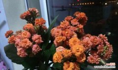 探索长寿花的多彩世界-长寿花不同颜色的寓意解析 长寿花的不同颜色与寓意