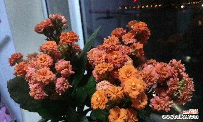 探索长寿花的多彩世界-长寿花不同颜色的寓意解析 长寿花的不同颜色与寓意