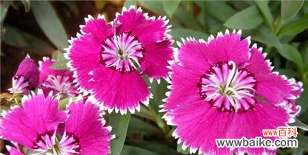 探索常夏石竹花的花语与象征意义 常夏石竹花语