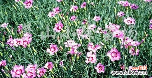 探索常夏石竹花的花语与象征意义 常夏石竹花语