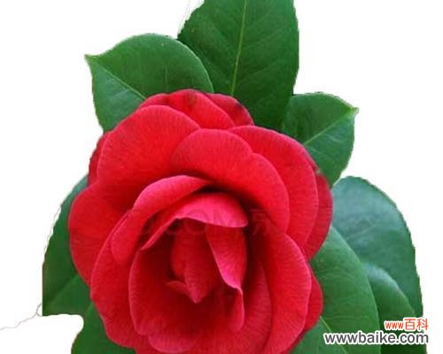 以茶梅花语为载体的寓意与象征的探索 茶梅花语