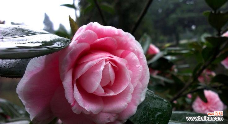 以茶梅花语为载体的寓意与象征的探索 茶梅花语